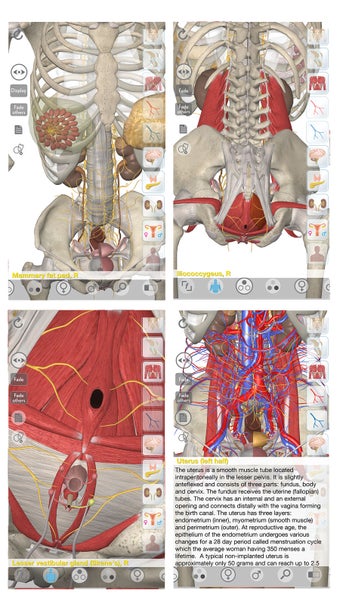 Image 0 for 3D Organon Anatomy - Repr…