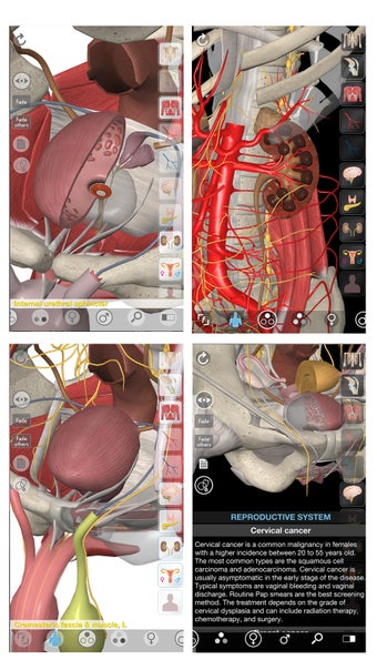 Image 2 for 3D Organon Anatomy - Repr…
