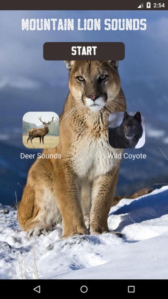Image 1 for Cougar & Mountain Lion So…