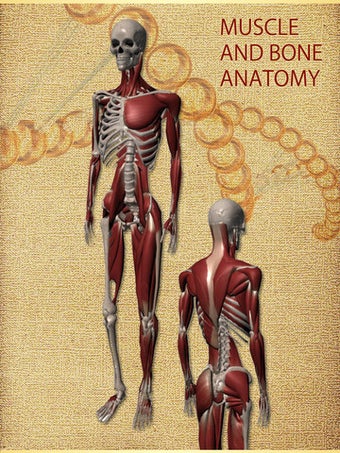 Image 1 for Anatomy Muscle and Bone: …