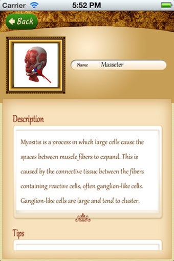 Image 7 for Anatomy Muscle and Bone: …
