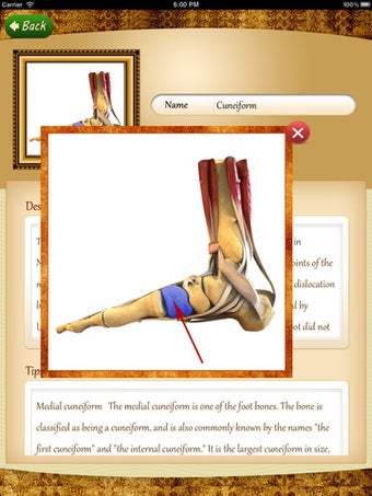 Image 2 for Anatomy Muscle and Bone: …