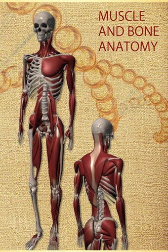 Image 6 for Anatomy Muscle and Bone: …