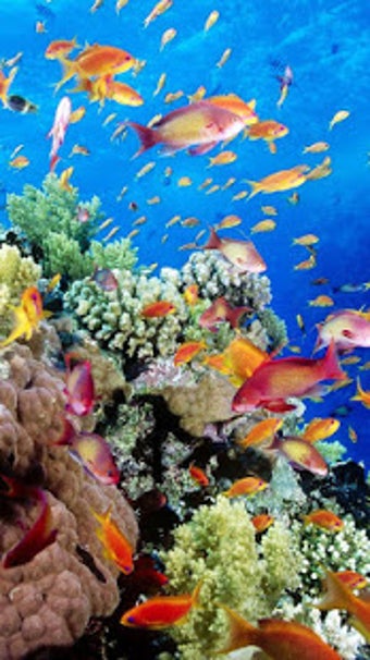 Imagen 0 para Aquarium Live Wallpaper  …