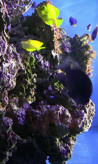 Image 2 for Aquarium Screensaver for …