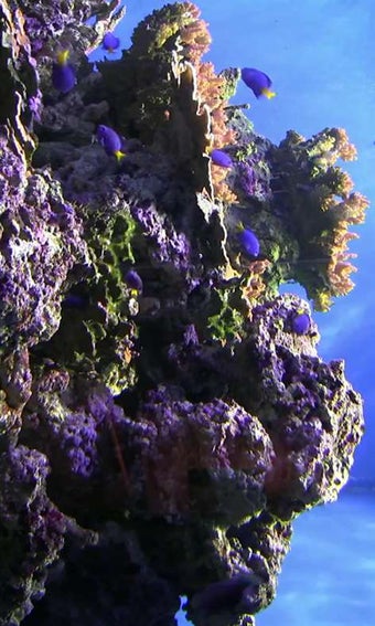 Image 0 for Aquarium Screensaver for …