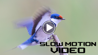 Image 2 for Slow Motion Video Camera