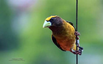 Imagen 1 para PNW Birds by Christopher …