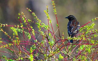 Imagen 2 para PNW Birds by Christopher …