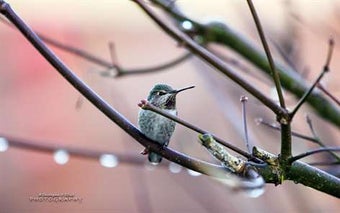 Imagen 0 para PNW Birds by Christopher …