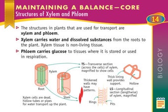 Image 0 for Excel HSC Biology Quick S…