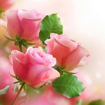 Imagen 4 para Pink Rose Live Wallpaper