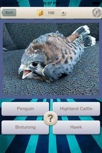 Image 0 for Baby Animals Quiz - Pictu…