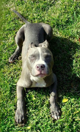 Image 2 for Pitbull Wallpaper 2020 - …