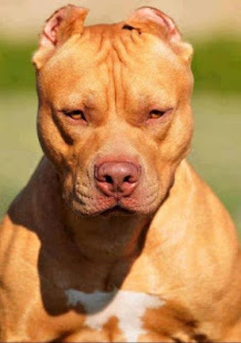 Image 1 for Pitbull Wallpaper 2020 - …