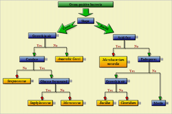 Image 0 for MindFusion.Diagramming fo…