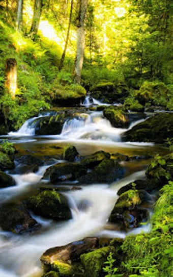 Image 0 for Sunny Forest Live Wallpap…