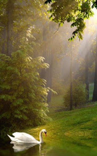 Image 1 for Sunny Forest Live Wallpap…