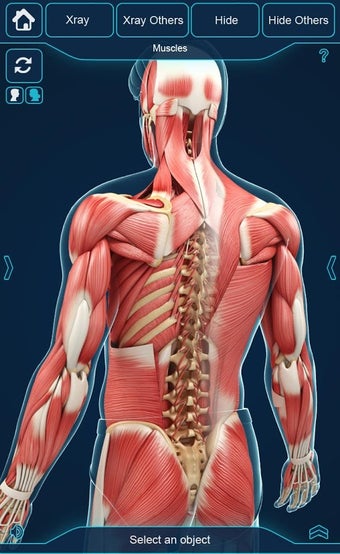 Imagen 3 para My Muscle Anatomy