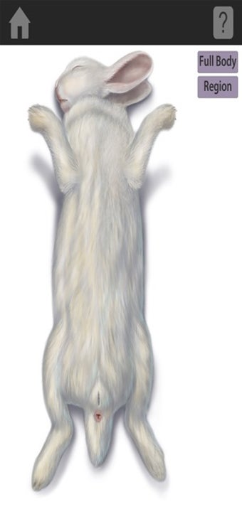 Image 3 for The Visible Bunny