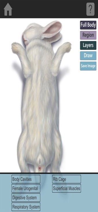 Image 2 for The Visible Bunny