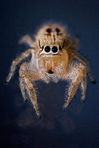 Image 0 for Talking Spider