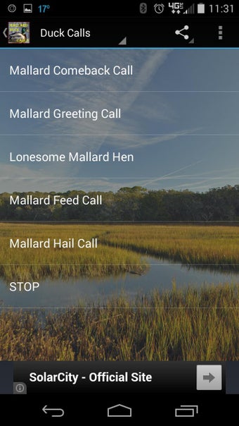 Imagen 1 para Mallard Duck Calls