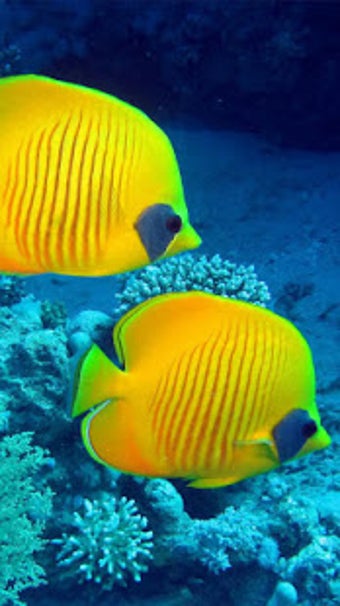 Image 3 for Ocean Fish Live Wallpaper…