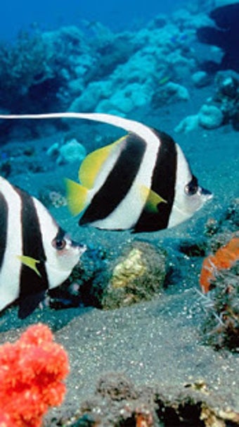 Image 1 for Ocean Fish Live Wallpaper…