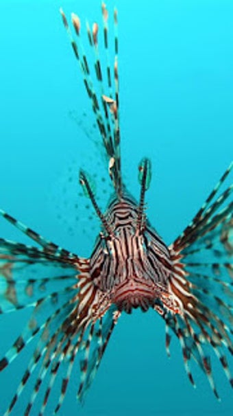 Image 2 for Ocean Fish Live Wallpaper…
