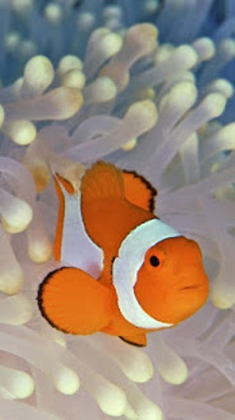 Image 0 for Ocean Fish Live Wallpaper…