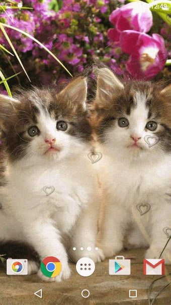 Imagen 1 para Cute Kittens Live Wallpap…