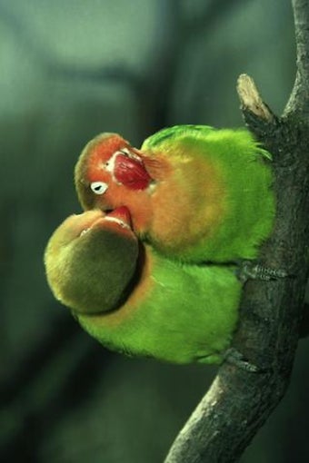 Image 0 for Birds Jigsaw