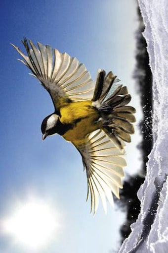 Image 1 for Birds Jigsaw
