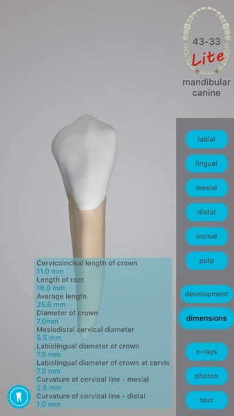Image 0 for Dental Corpus Anatomy Lit…