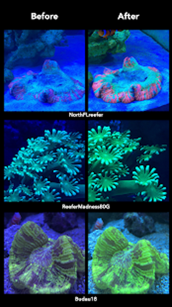 Image 0 for Aquarium Camera
