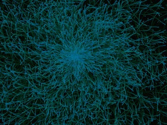 Image 4 for Delirium Free music visua…