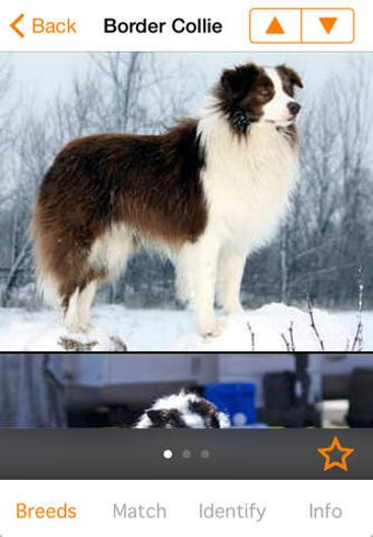 Image 0 for Perfect Dog Pro - Ultimat…