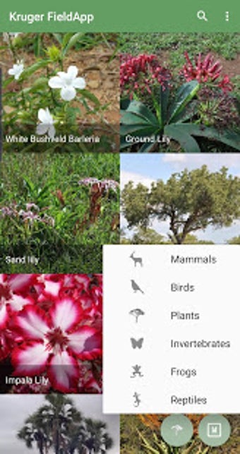 Imagen 2 para Kruger National Park Fiel…