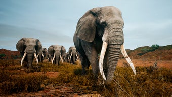 Image 0 for Animalia Survival