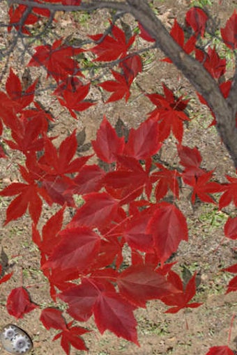 Image 0 for Leaves