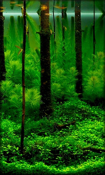 Imagen 0 para Aquarium Live Wallpaper