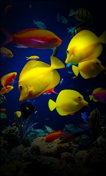 Imagen 5 para Aquarium Live Wallpaper