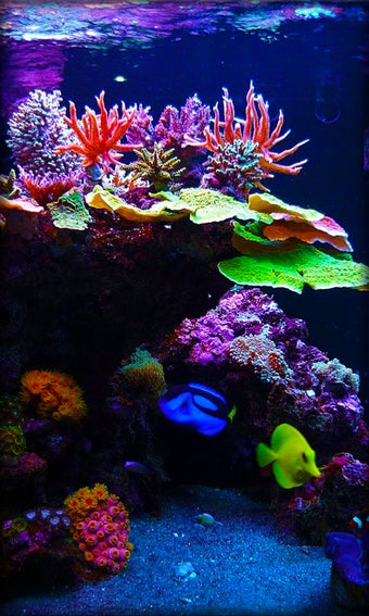 Imagen 6 para Aquarium Live Wallpaper