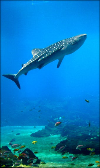 Imagen 4 para Aquarium Live Wallpaper