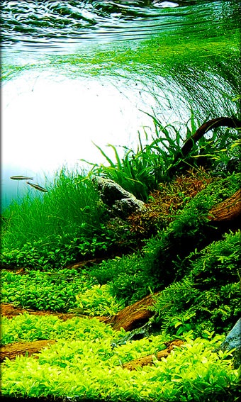 Imagen 2 para Aquarium Live Wallpaper
