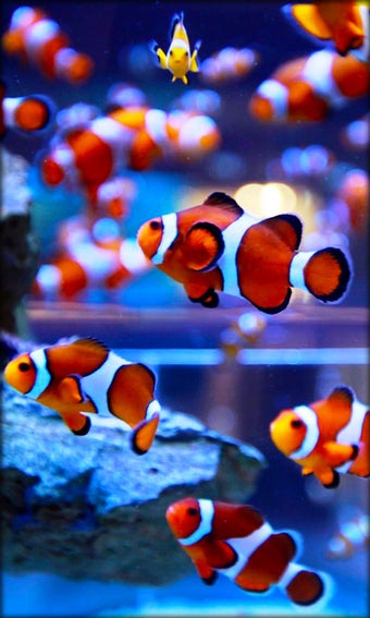 Imagen 7 para Aquarium Live Wallpaper