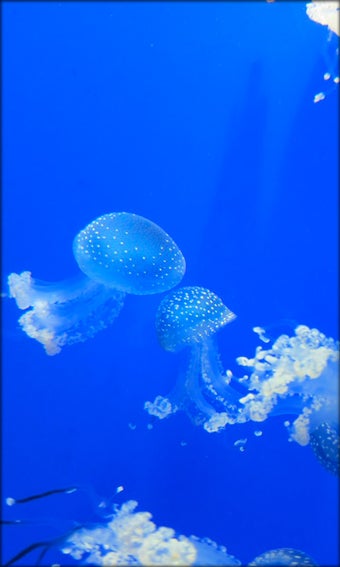 Imagen 3 para Aquarium Live Wallpaper