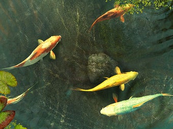 Imagen 2 para Koi Fish 3D Screensaver