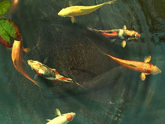 Imagen 0 para Koi Fish 3D Screensaver